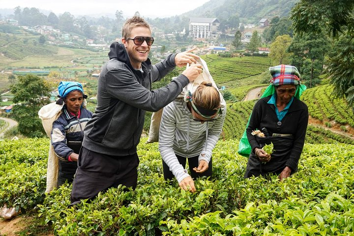 Tea lea Plucking Experience, Nuwara Eliya
